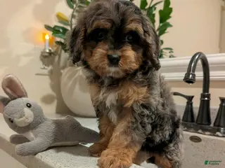 Cavapoo dogs for sale: Twila - Ad 4
