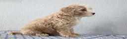 Mini Goldendoodle dogs for sale: Vinnie - Ad 5