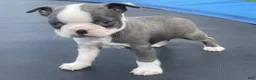 Boston Terrier dogs for sale: Chase - Ad 4
