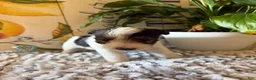 Wire Fox Terrier dogs for sale: Fru Fru  - Ad 19