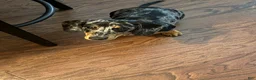 Dachshund dogs for sale: Dachshund Puppy 1 - Ad 5