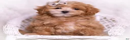 Maltipoo dogs for sale: Tommie - Ad 6