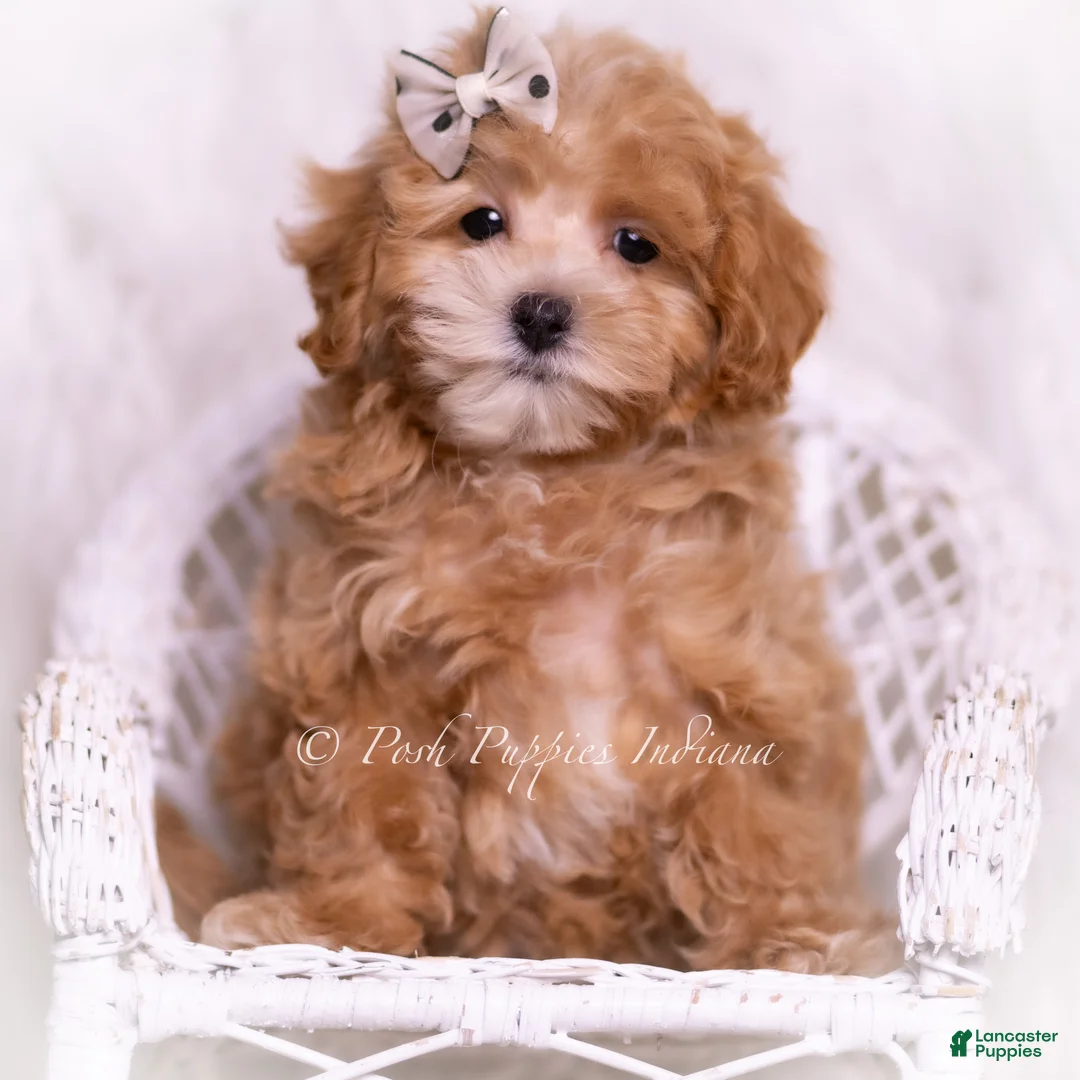 Maltipoo dogs for sale: Tommie - Ad 6