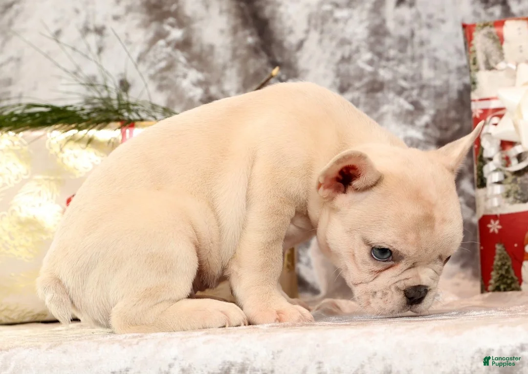 French Bulldog dogs for sale: Jasper - Ad 9