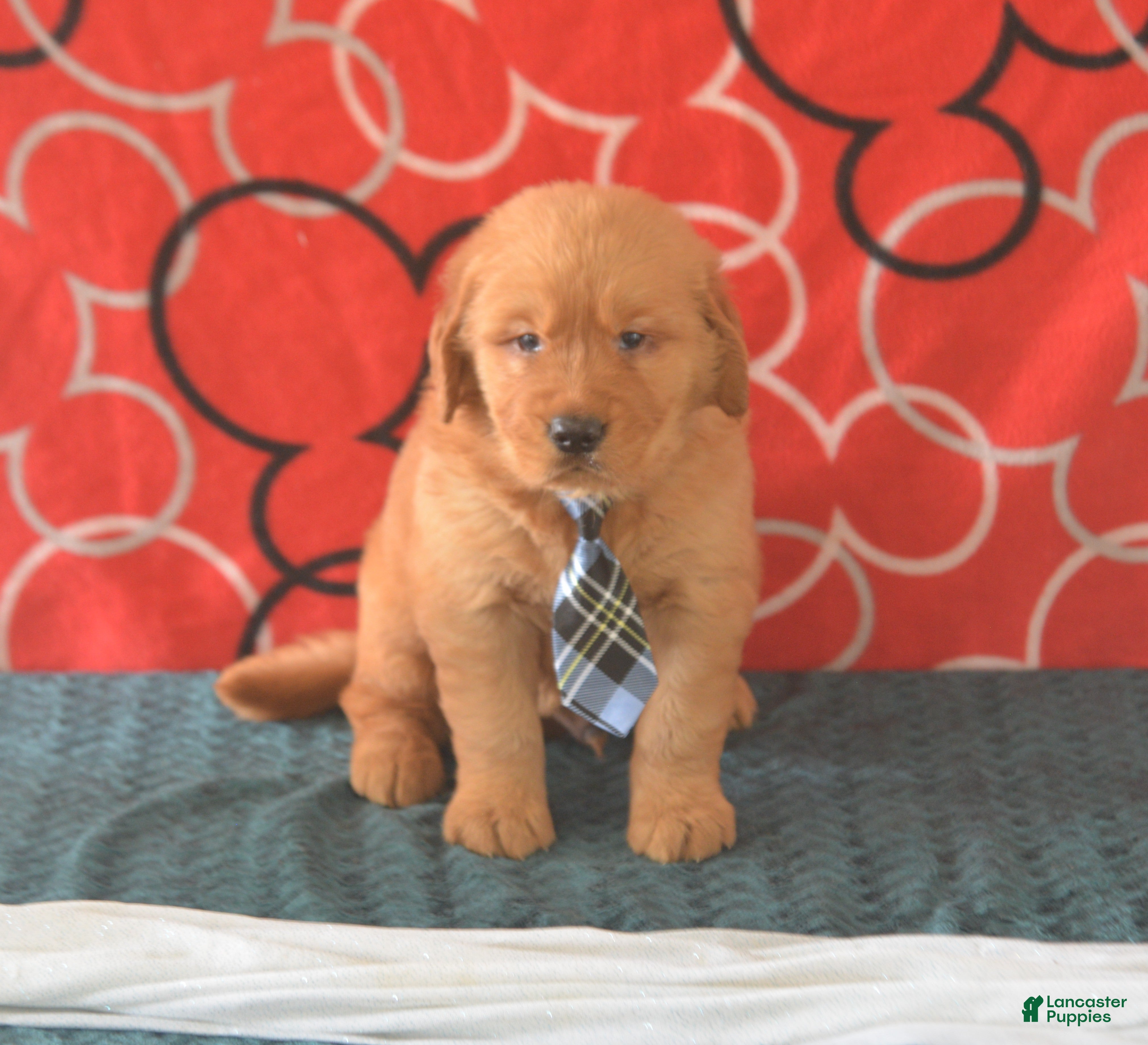 Golden Retriever dogs David - Ad 1