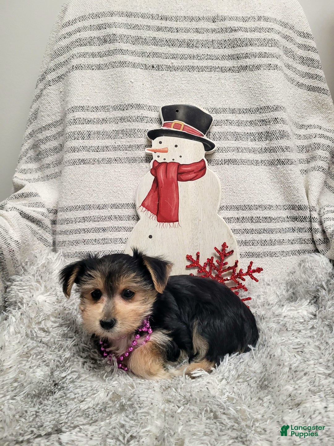 Morkie dogs for sale: Twix - Ad 6