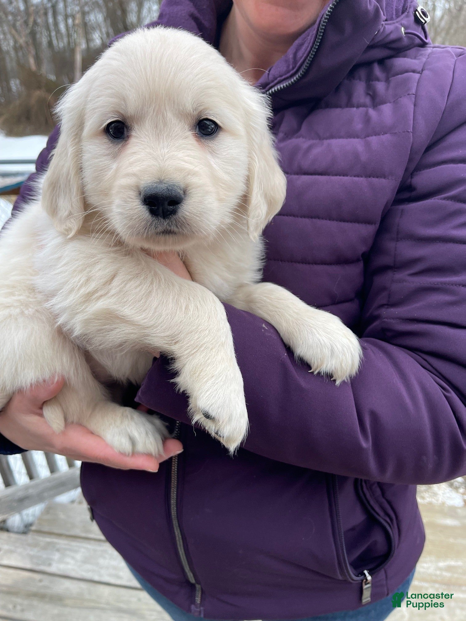 Golden Retriever dogs Olaf - Ad 29