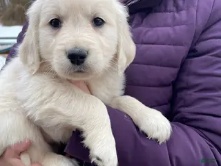 Golden Retriever dogs Olaf - Ad 29