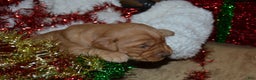 Golden Retriever dogs for sale: Bambi - Ad 25