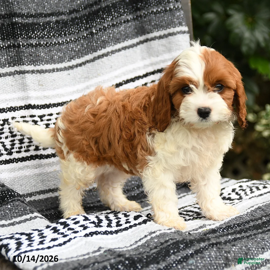 Cavapoo dogs for sale: Cherry - Ad 1