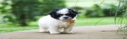 Shihpoo dogs for sale: Bentley - Ad 4