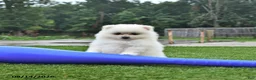 Pomeranian dogs for sale: Logan - Ad 3