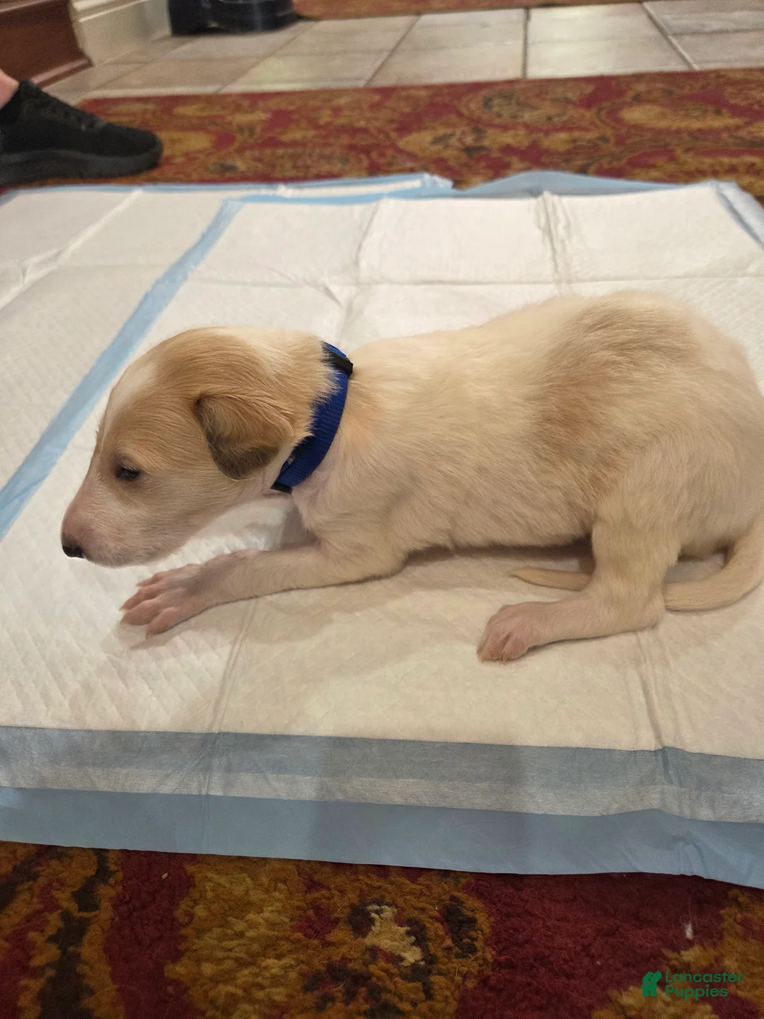 Borzoi dogs for sale: Victor - Ad 2