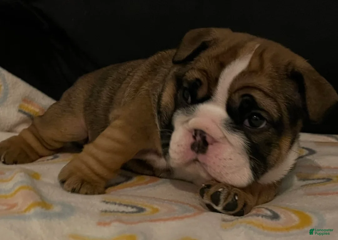 English Bulldog dogs for sale: English Bulldog Puppy 1 - Ad 17