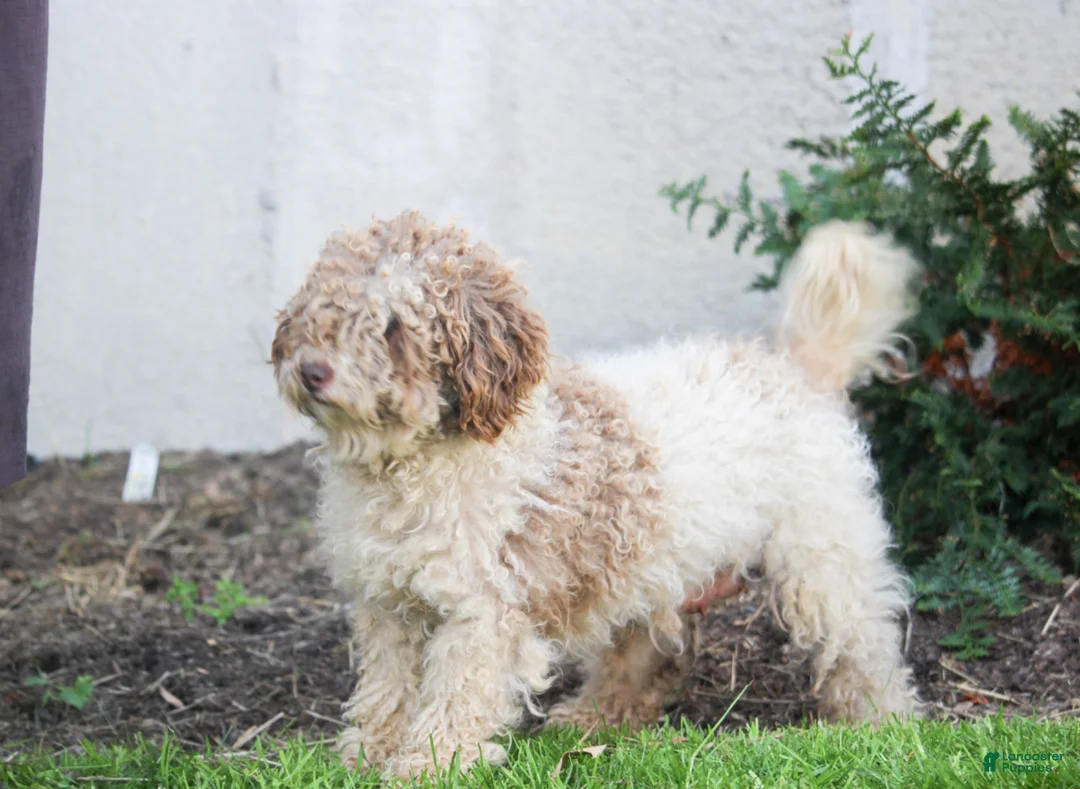 Bernedoodle dogs for sale: Bella - Ad 4