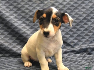 Jack Russell Terrier dogs - Ad 21
