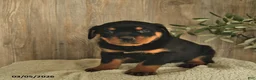 Rottweiler dogs for sale: Lucinda  - Ad 2