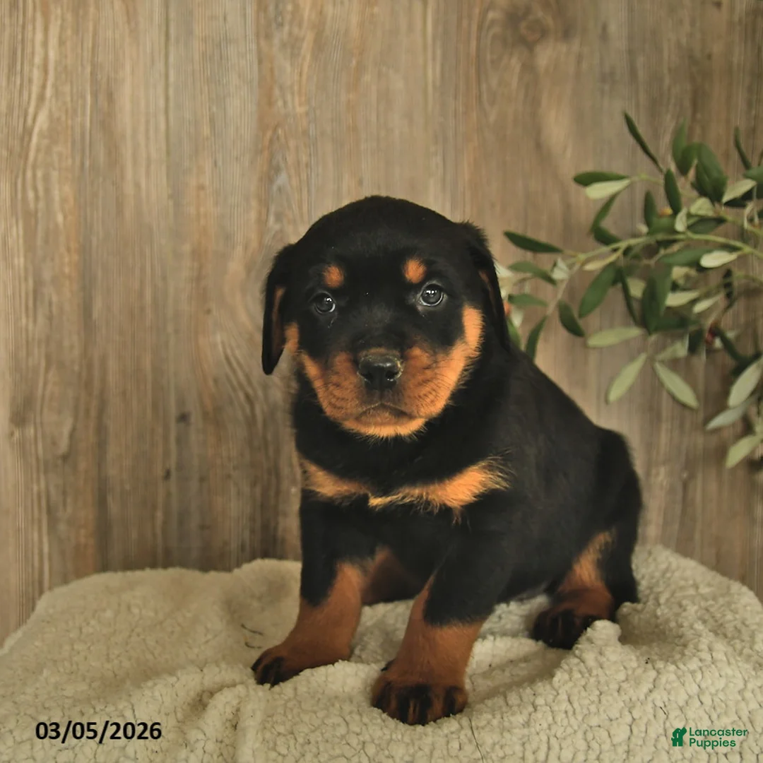 Rottweiler dogs for sale: Lucinda  - Ad 2