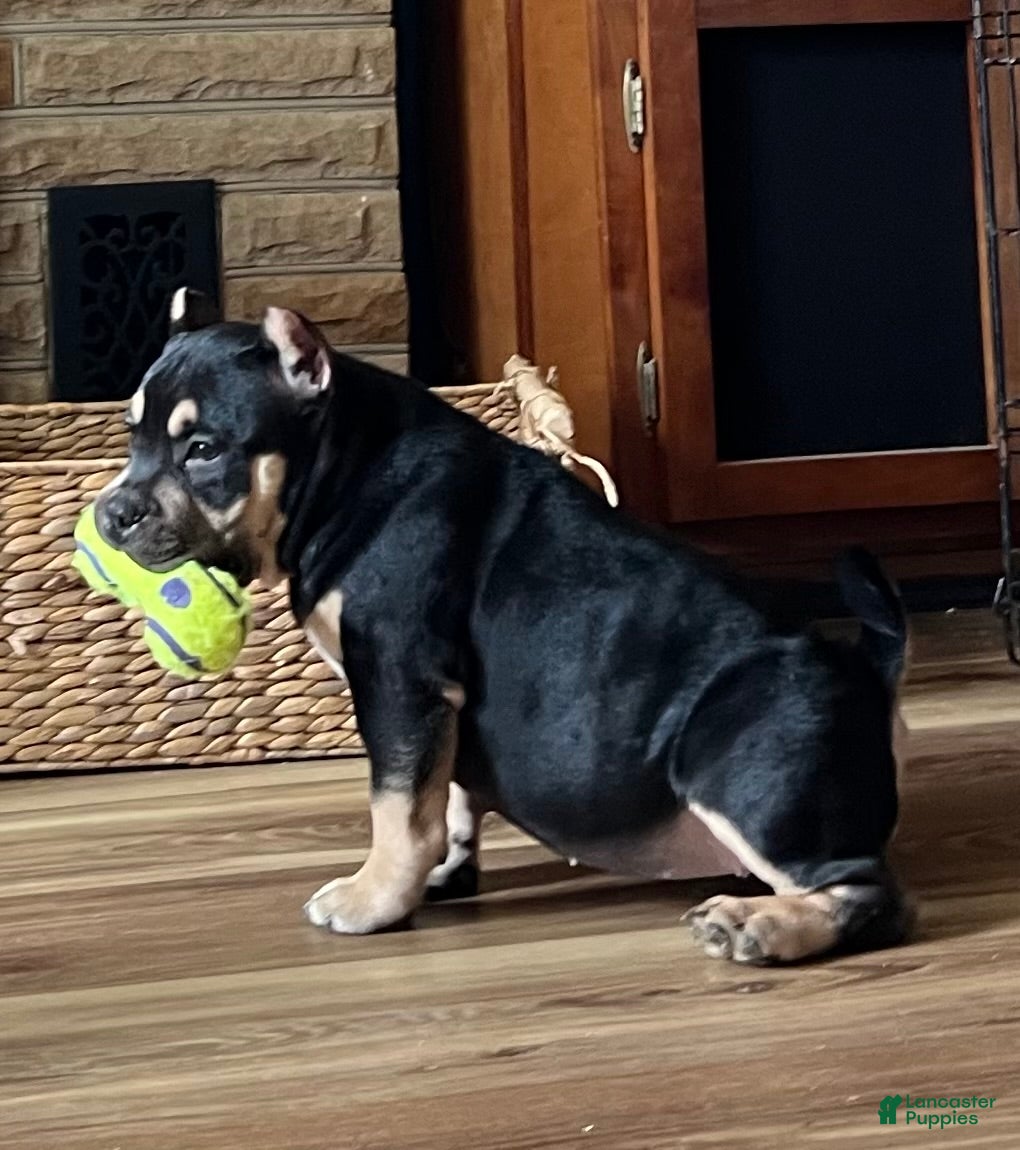 American Bully dogs for sale: MISS LIL SASSY - Ad 1