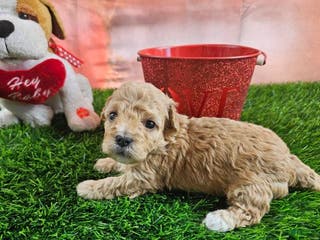 Toy Poodle dogs Timmy - Ad 5