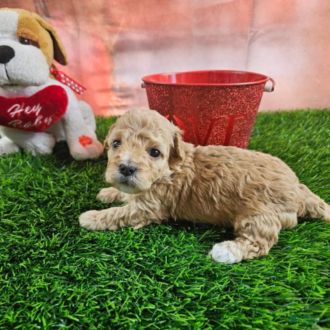 Toy Poodle dogs for sale: Timmy - Ad 1