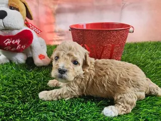 Toy Poodle dogs Timmy - Ad 1