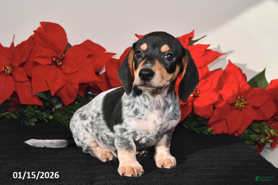 Miniature Dachshund dogs for sale: Ranger - Ad 4