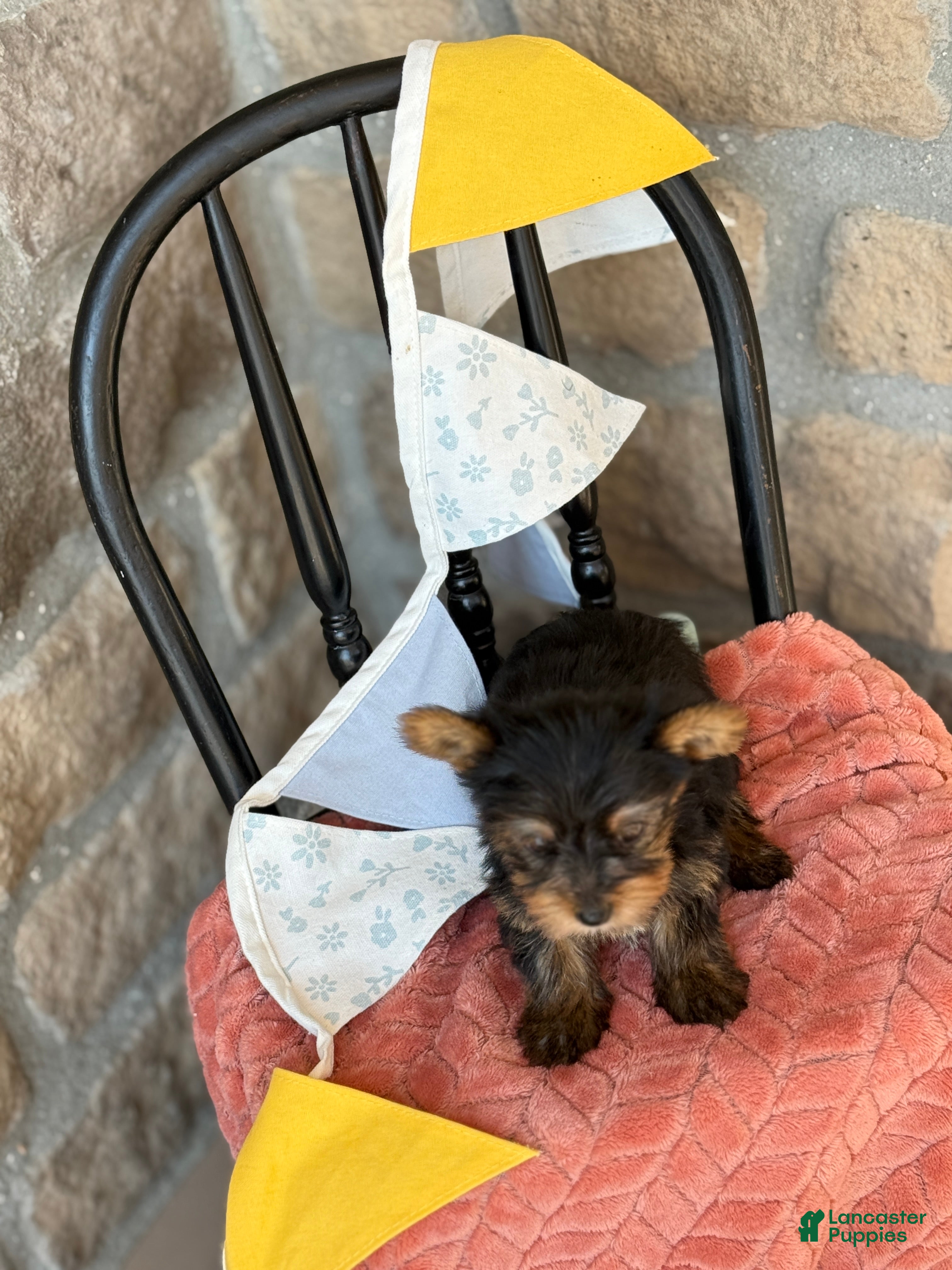 Yorkshire Terrier dogs Bella - Ad 2