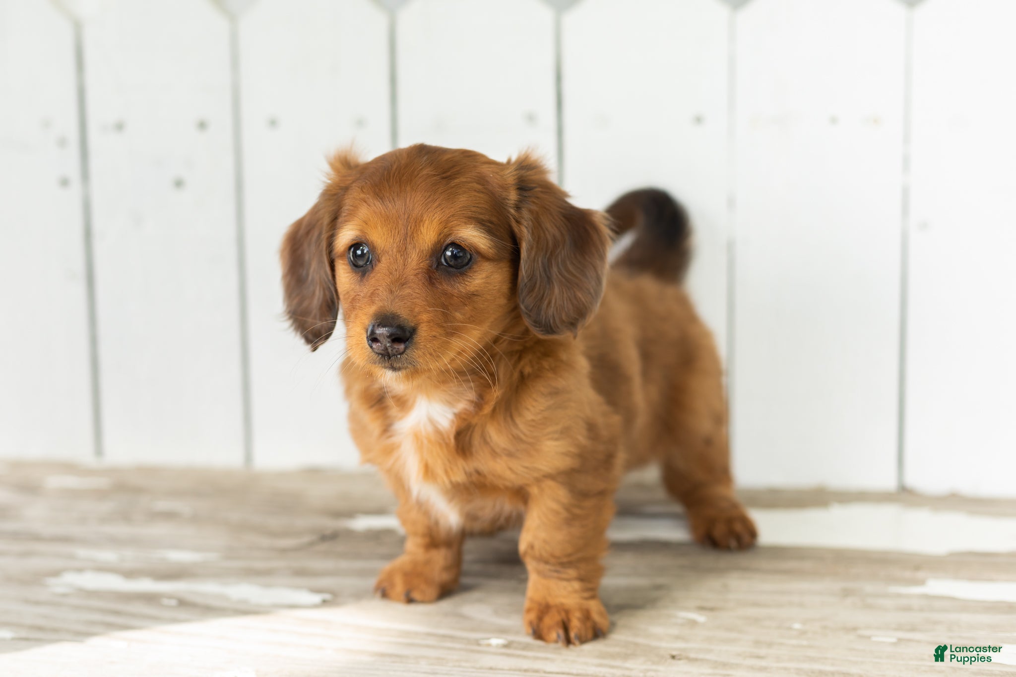 Miniature Dachshund dogs Sassy - Ad 37