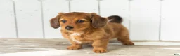 Miniature Dachshund dogs for sale: Sassy - Ad 1