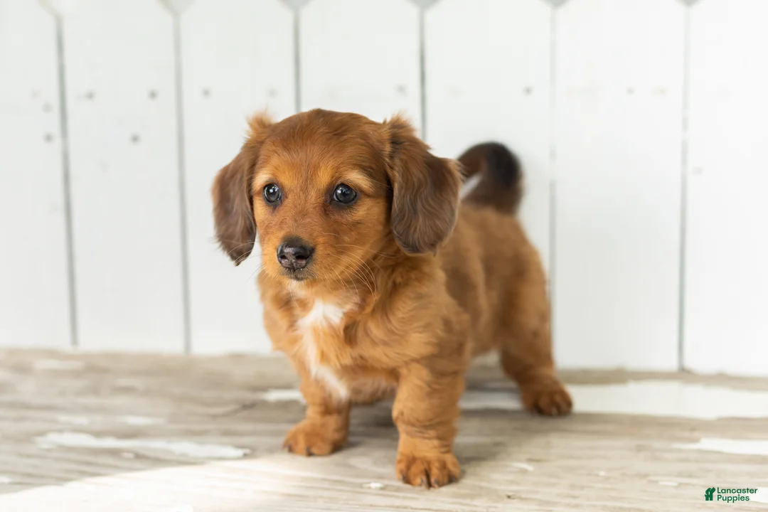 Miniature Dachshund dogs for sale: Sassy - Ad 1
