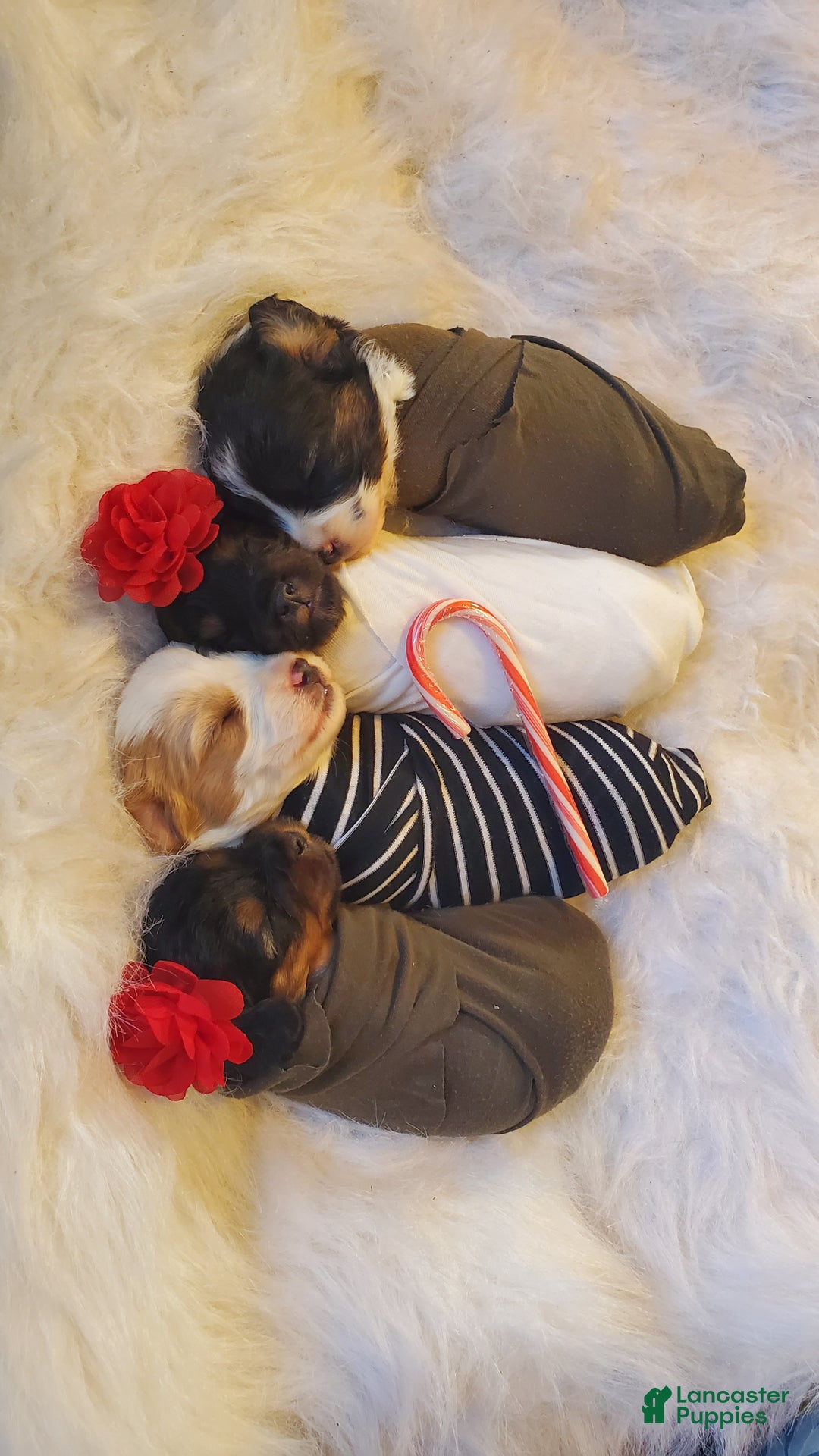 Cavapoo dogs for sale: Flurry  - Ad 2