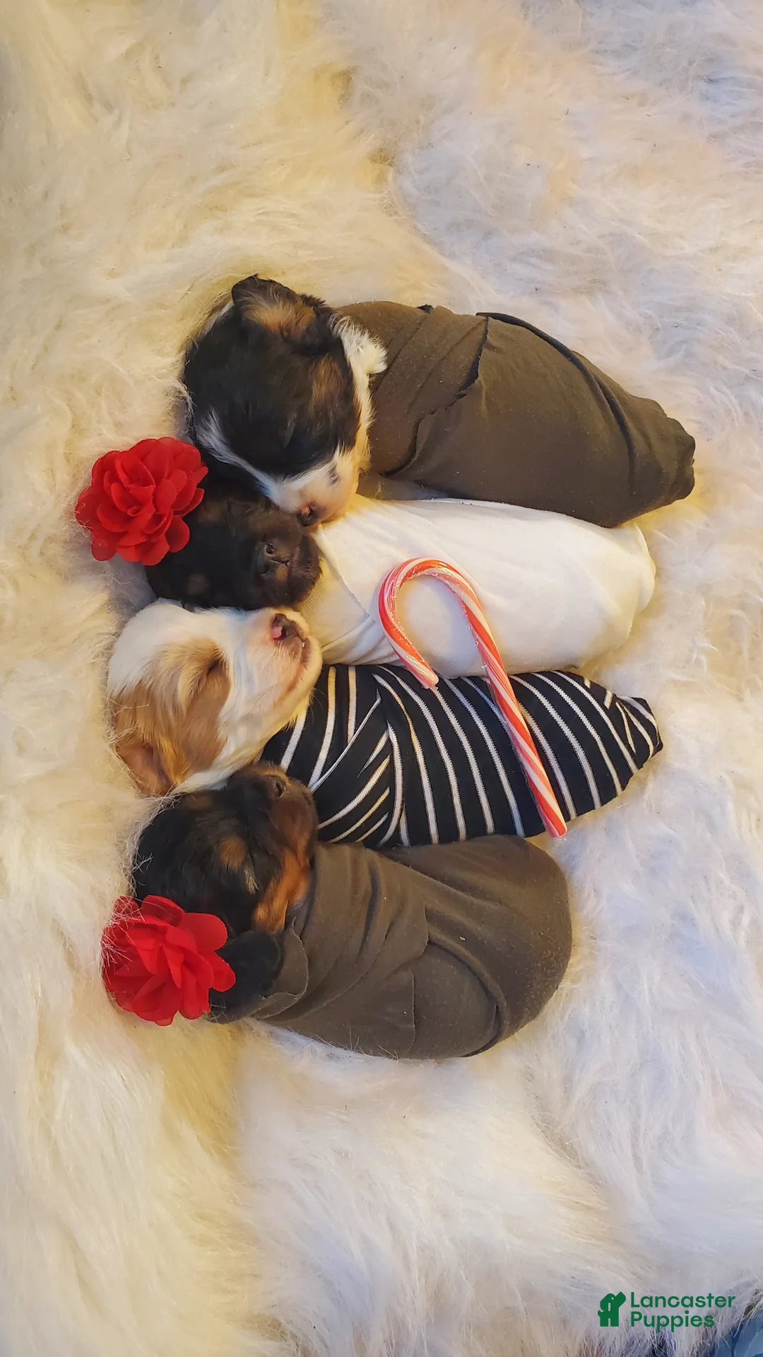 Cavapoo dogs for sale: Flurry  - Ad 7