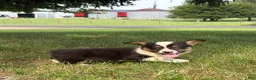 Welsh Corgi Pembroke dogs for sale: Welsh Corgi Pembroke 1 - Ad 7