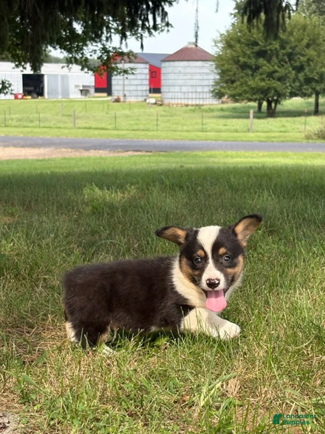 Welsh Corgi Pembroke dogs for sale: Welsh Corgi Pembroke 1 - Ad 7