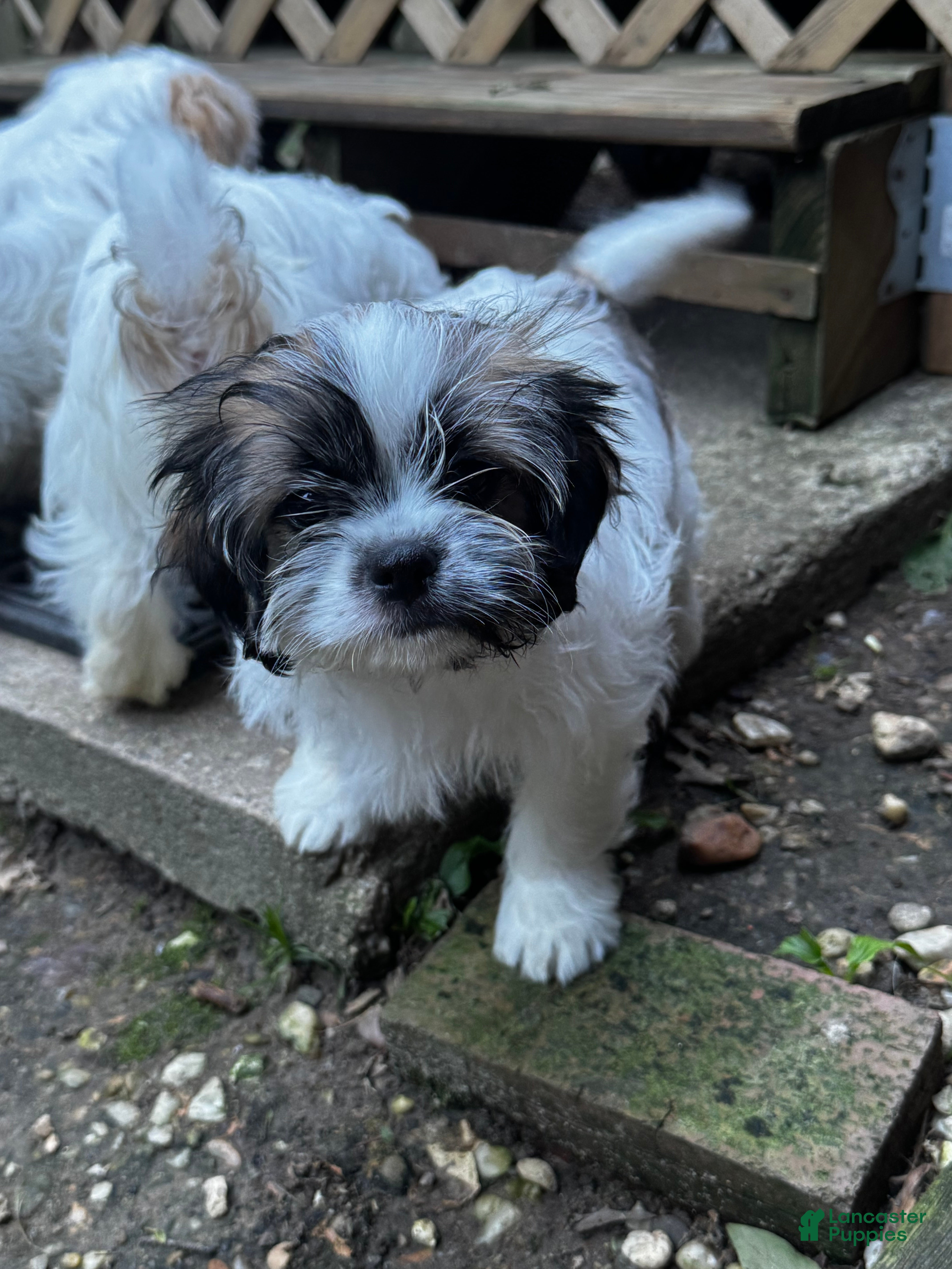 Shih Tzu dogs Lulu - Ad 10