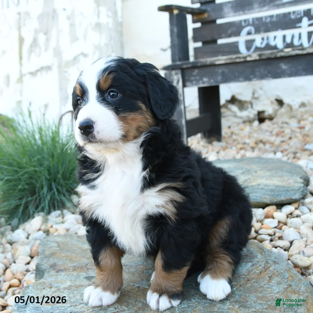 Bernese Mountain Dog dogs for sale: Wiggles - Ad 2