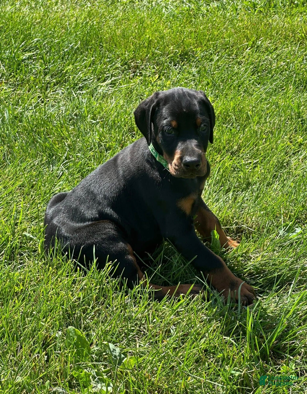 Doberman Pinscher dogs Doberman Pinscher 6 - Ad 27