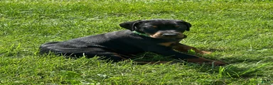 Doberman Pinscher 6
