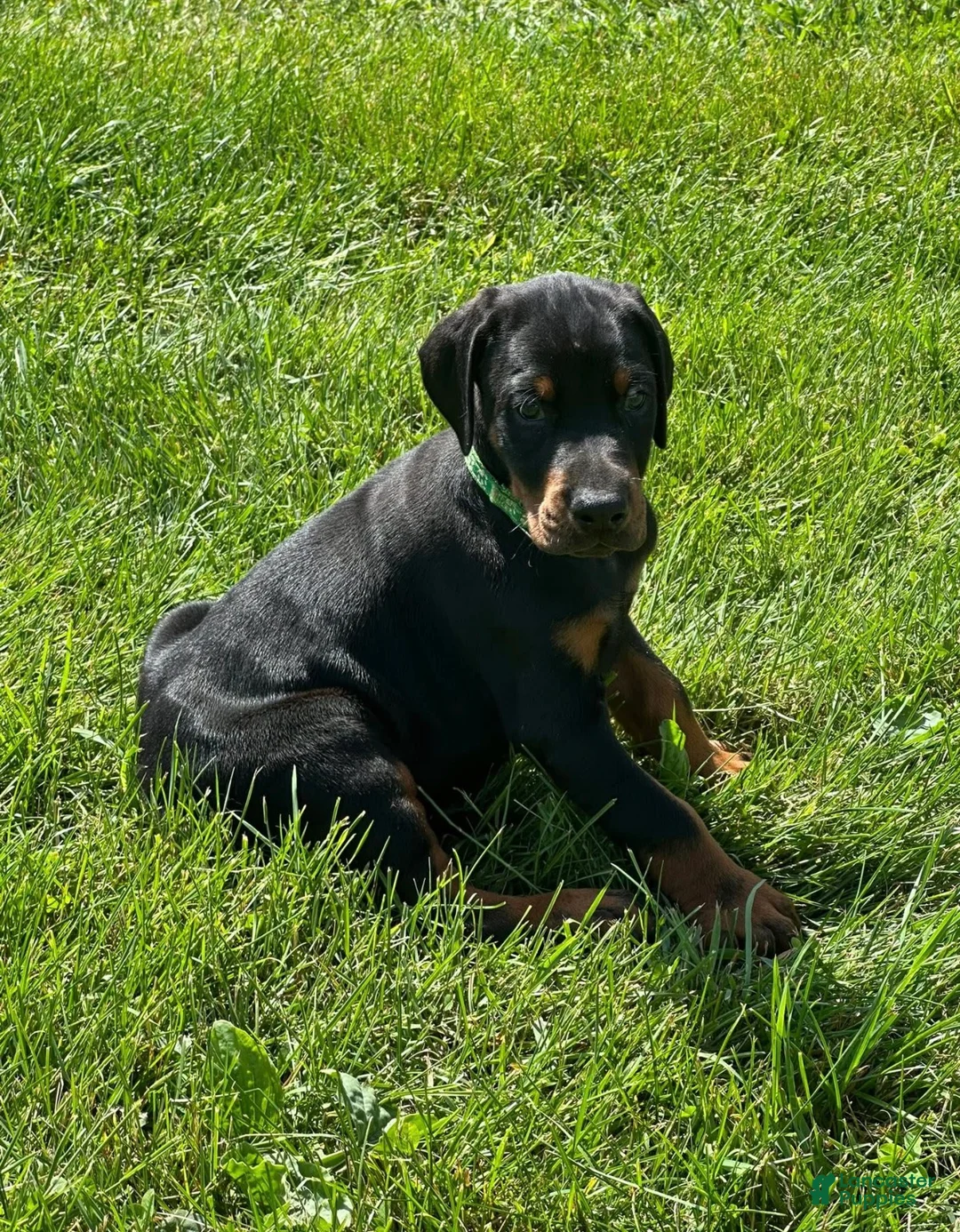Doberman Pinscher dogs for sale: Doberman Pinscher 6 - Ad 1