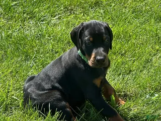 Doberman Pinscher dogs Doberman Pinscher 6 - Ad 34