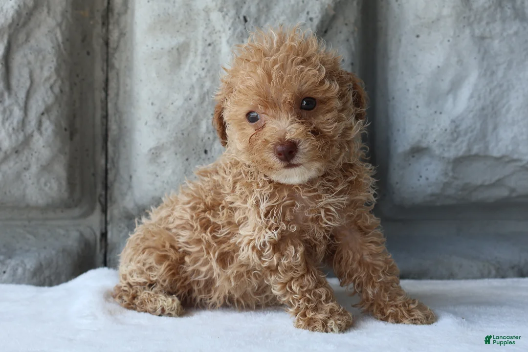 Bichpoo dogs for sale: Bonnie - Ad 11