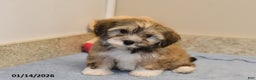 Havanese dogs for sale: Buffy - Ad 3