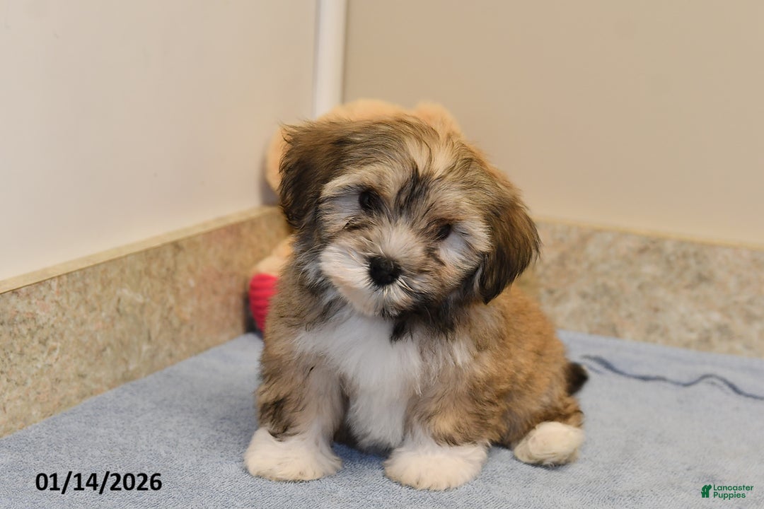 Havanese dogs for sale: Buffy - Ad 3
