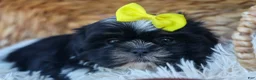 Shih Tzu dogs for sale: SASHA - Ad 10