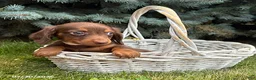 Dachshund dogs for sale: Leo - Ad 3