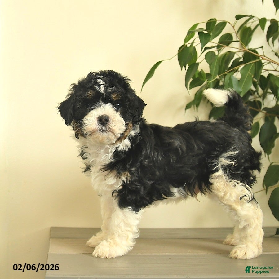 Cavapoo dogs Comet  - Ad 1
