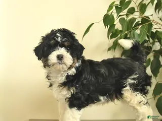 Cavapoo dogs for sale: Comet - Ad 2