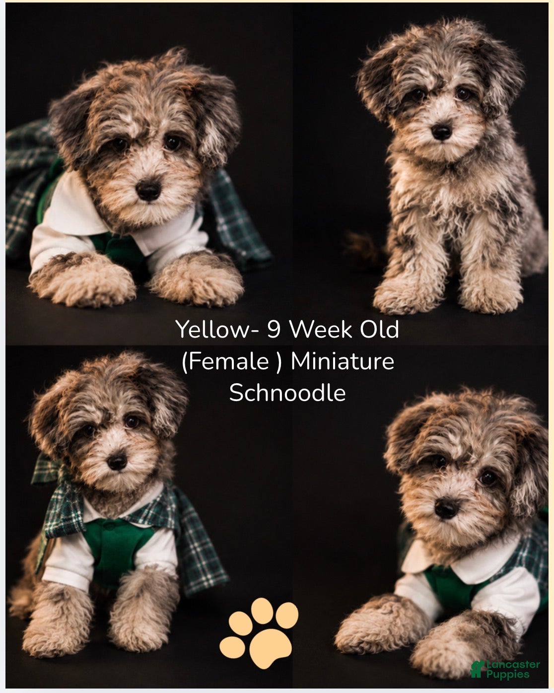 Schnoodle dogs Schnoodle Puppy 1 - Ad 7