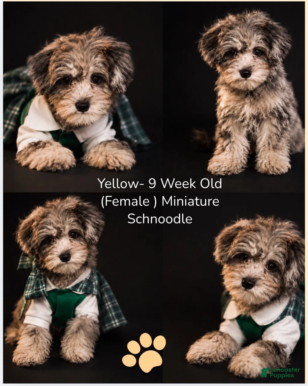 Schnoodle dogs for sale: Schnoodle Puppy 1 - Ad 1